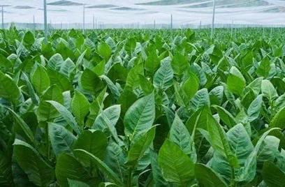 國外雪茄煙葉生產對國內的啟示